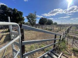 Decrepit conditions of abandoned Saleyard - Captured at Moree Saleyards, Moree NSW Australia.