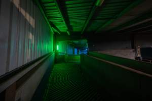 Ramp leading up from holding pens - Captured at Corowa Slaughterhouse, Redlands NSW Australia.