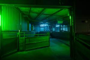 Final pens leading into room with gas chamber - Captured at Corowa Slaughterhouse, Redlands NSW Australia.