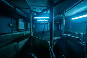 Final pens leading into room with gas chamber - Captured at Corowa Slaughterhouse, Redlands NSW Australia.