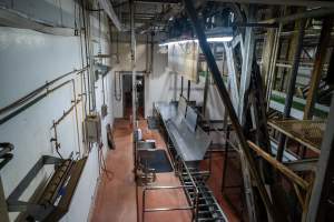 Processing room - After being gassed with carbon dioxide, pigs are 'stuck' with a knife and then 'processed'. - Captured at Corowa Slaughterhouse, Redlands NSW Australia.