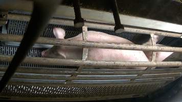 Pig entering the gondola inside the gas chamber at Corowa Slaughterhouse - Captured at Corowa Slaughterhouse, Redlands NSW Australia.