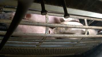 Pigs inside the gondola inside the gas chamber at Corowa Slaughterhouse - Captured at Corowa Slaughterhouse, Redlands NSW Australia.