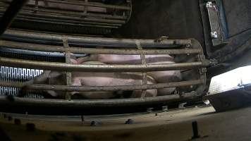 Pigs inside the gondola inside the gas chamber at Corowa Slaughterhouse - Captured at Corowa Slaughterhouse, Redlands NSW Australia.