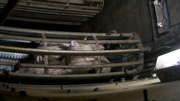 Pigs pushing their head through the bars of the gondola inside the gas chamber at Corowa Slaughterhouse - Captured at Corowa Slaughterhouse, Redlands NSW Australia.