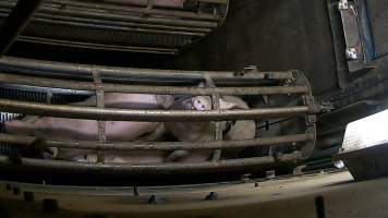 Pigs pushing their head through the bars of the gondola inside the gas chamber at Corowa Slaughterhouse - Captured at Corowa Slaughterhouse, Redlands NSW Australia.