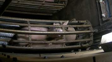 Pigs pushing their head through the bars of the gondola inside the gas chamber at Corowa Slaughterhouse - Captured at Corowa Slaughterhouse, Redlands NSW Australia.