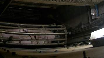 Pigs becoming unconscious inside the gas chamber at Corowa Slaughterhouse - Captured at Corowa Slaughterhouse, Redlands NSW Australia.