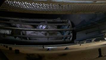 Pigs pushing their head through the bars of the gondola inside the gas chamber at Corowa Slaughterhouse - Captured at Corowa Slaughterhouse, Redlands NSW Australia.