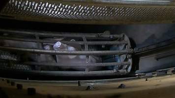 Pigs pushing their head through the bars of the gondola inside the gas chamber at Corowa Slaughterhouse - Captured at Corowa Slaughterhouse, Redlands NSW Australia.