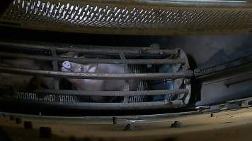 Pigs pushing their head through the bars of the gondola inside the gas chamber at Corowa Slaughterhouse - Captured at Corowa Slaughterhouse, Redlands NSW Australia.