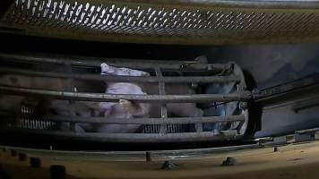 Pigs pushing their head through the bars of the gondola inside the gas chamber at Corowa Slaughterhouse - Captured at Corowa Slaughterhouse, Redlands NSW Australia.