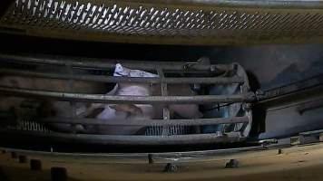 Pigs pushing their head through the bars of the gondola inside the gas chamber at Corowa Slaughterhouse - Captured at Corowa Slaughterhouse, Redlands NSW Australia.