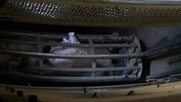 Pigs pushing their head through the bars of the gondola inside the gas chamber at Corowa Slaughterhouse - Captured at Corowa Slaughterhouse, Redlands NSW Australia.