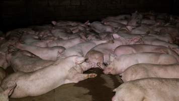 Pigs in the holding pens at Corowa Slaughterhouse - Captured at Corowa Slaughterhouse, Redlands NSW Australia.