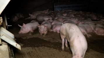 Pigs in the holding pens at Corowa Slaughterhouse - Captured at Corowa Slaughterhouse, Redlands NSW Australia.