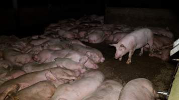 Pigs in the holding pens at Corowa Slaughterhouse - Captured at NSW.