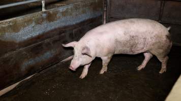 Pig in the holding pens at Corowa Slaughterhouse - Captured at Corowa Slaughterhouse, Redlands NSW Australia.