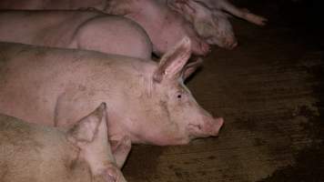 Pig in the holding pens at Corowa Slaughterhouse - Captured at Corowa Slaughterhouse, Redlands NSW Australia.