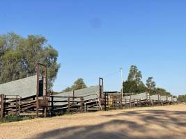 Captured at McIntyre Saleyards, Boggabilla NSW Australia.