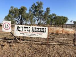 Captured at McIntyre Saleyards, Boggabilla NSW Australia.