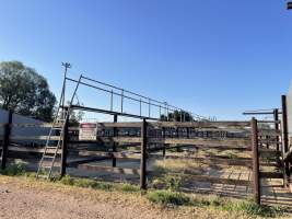 Captured at McIntyre Saleyards, Boggabilla NSW Australia.