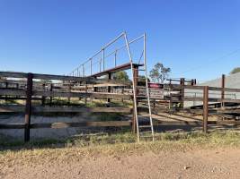 Captured at McIntyre Saleyards, Boggabilla NSW Australia.