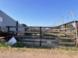 Captured at McIntyre Saleyards, Boggabilla NSW Australia.