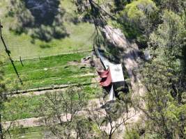 Captured at Greyhounds - Blaster Park - breeder, Sandy Crossing NSW Australia.