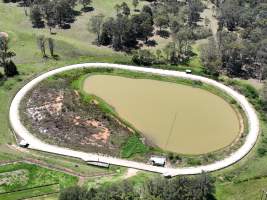 Captured at Wheeler Greyhound Kennels, The Oaks NSW Australia.