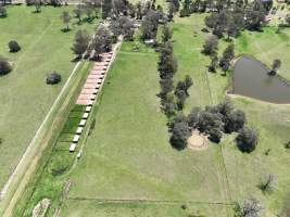 Captured at Wheeler Greyhound Kennels, The Oaks NSW Australia.