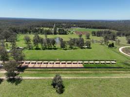 Captured at Wheeler Greyhound Kennels, The Oaks NSW Australia.