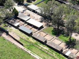 Captured at Wheeler Greyhound Kennels, The Oaks NSW Australia.