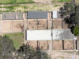 Captured at Wheeler Greyhound Kennels, The Oaks NSW Australia.