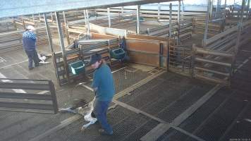 Calf dragged through holding pen - TQM is Tasmania's largest sheep and calf slaughterhouse. In 2023 investigators installed hidden cameras to capture the handling and killing of thousands of calves and sheep. Over the course of a month, we installed cameras at TQM slaughterhouse, capturing the brutal treatment and slaughter of thousands of sheep and week-old calves, many who were pushed, thrown, beaten and even killed while fully conscious. 

We witnessed the brutal slaughter of week-old bobby calves, who we met and spent time with in the holding pens the night before they were killed. Many of these calves were so young and weak that they were unable to stand or walk properly, meaning that they were pushed, shoved, carried and dragged to their deaths. - Captured at Tasmanian Quality Meats Abattoir, Cressy TAS Australia.