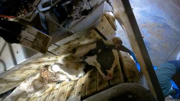 Calf in stunning restraint - TQM is Tasmania's largest sheep and calf slaughterhouse. In 2023 investigators installed hidden cameras to capture the handling and killing of thousands of calves and sheep. Over the course of a month, we installed cameras at TQM slaughterhouse, capturing the brutal treatment and slaughter of thousands of sheep and week-old calves, many who were pushed, thrown, beaten and even killed while fully conscious.
An electric stunner is used to paralyse week-old 'bobby calves,' who are discarded as waste from any of the state's 412 dairy farms. Dozens of calves were recorded being stunned ineffectively, or not stunned at all because they were pushed upside down into the restraint or were so small that they fell through the bottom. These calves were tipped into the kill room and had their throats slit while fully conscious, struggling and trying to escape the hands and knife that ended their life. Indicators of consciousness, including blinking, rhythmic breathing and trying to stand and escape were observed in many calves, even after their throats had been slit - Captured at Tasmanian Quality Meats Abattoir, Cressy TAS Australia.