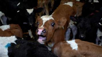 Bobby calf in slaughterhouse holding pens - This photo was taken the night before this calf was killed at TQM slaughterhouse. They would have been only a week-old. 

TQM is Tasmania's largest sheep and calf slaughterhouse. In 2023 investigators installed hidden cameras to capture the handling and killing of thousands of calves and sheep. Over the course of a month, we installed cameras at TQM slaughterhouse, capturing the brutal treatment and slaughter of thousands of sheep and week-old calves, many who were pushed, thrown, beaten and even killed while fully conscious. We witnessed the brutal slaughter of week-old bobby calves, who we met and spent time with in the holding pens the night before they were killed. - Captured at Tasmanian Quality Meats Abattoir, Cressy TAS Australia.