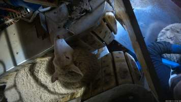Sheep in stunning restraint - TQM is Tasmania's largest sheep and calf slaughterhouse. In 2023 investigators installed hidden cameras to capture the handling and killing of thousands of calves and sheep. Over the course of a month, we installed cameras at TQM slaughterhouse, capturing the brutal treatment and slaughter of thousands of sheep and week-old calves, many who were pushed, thrown, beaten and even killed while fully conscious.
An electric stunner is used to paralyse sheep before their throats are slit. Our cameras captured sheep being violently stabbed with the electric stunner up to eight times before they were tipped into the kill room. Sheep were also captured escaping into the kill room and having their throats slit while fully conscious, or displaying signs of consciousness after their throats had been slit. - Captured at Tasmanian Quality Meats Abattoir, Cressy TAS Australia.