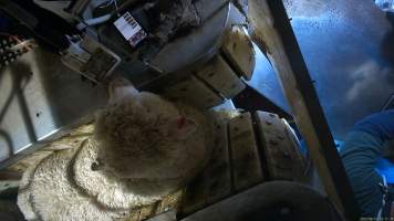 Sheep in stunning restraint - TQM is Tasmania's largest sheep and calf slaughterhouse. In 2023 investigators installed hidden cameras to capture the handling and killing of thousands of calves and sheep. Over the course of a month, we installed cameras at TQM slaughterhouse, capturing the brutal treatment and slaughter of thousands of sheep and week-old calves, many who were pushed, thrown, beaten and even killed while fully conscious.
An electric stunner is used to paralyse sheep before their throats are slit. Our cameras captured sheep being violently stabbed with the electric stunner up to eight times before they were tipped into the kill room. Sheep were also captured escaping into the kill room and having their throats slit while fully conscious, or displaying signs of consciousness after their throats had been slit. - Captured at Tasmanian Quality Meats Abattoir, Cressy TAS Australia.