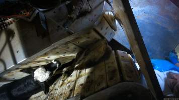 Calf upside down in stunning restraint - TQM is Tasmania's largest sheep and calf slaughterhouse. In 2023 investigators installed hidden cameras to capture the handling and killing of thousands of calves and sheep. Over the course of a month, we installed cameras at TQM slaughterhouse, capturing the brutal treatment and slaughter of thousands of sheep and week-old calves, many who were pushed, thrown, beaten and even killed while fully conscious.
An electric stunner is used to paralyse week-old 'bobby calves,' who are discarded as waste from any of the state's 412 dairy farms. Dozens of calves were recorded being stunned ineffectively, or not stunned at all because they were pushed upside down into the restraint or were so small that they fell through the bottom. These calves were tipped into the kill room and had their throats slit while fully conscious, struggling and trying to escape the hands and knife that ended their life. Indicators of consciousness, including blinking, rhythmic breathing and trying to stand and escape were observed in many calves, even after their throats had been slit. - Captured at Tasmanian Quality Meats Abattoir, Cressy TAS Australia.