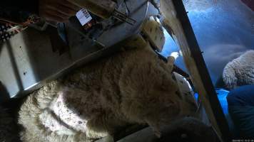 Fly-struck sheep in stunning restraint - A sheep with mainly healed wounds on their back is stunned using an electric stunner. These wounds are likely from fly-strike, a common affliction caused by maggots feeding on live sheep. - Captured at Tasmanian Quality Meats Abattoir, Cressy TAS Australia.