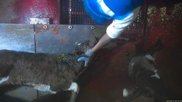 Conscious calf on sticking table - An electric stunner is used to paralyse week-old 'bobby calves,' who are discarded as waste from any of the state's 412 dairy farms. Dozens of calves were recorded being stunned ineffectively, or not stunned at all because they were pushed upside down into the restraint or were so small that they fell through the bottom. These calves were tipped into the kill room and had their throats slit while fully conscious, struggling and trying to escape the hands and knife that ended their life. Indicators of consciousness, including blinking, rhythmic breathing and trying to stand and escape were observed in many calves, even after their throats had been slit. - Captured at Tasmanian Quality Meats Abattoir, Cressy TAS Australia.