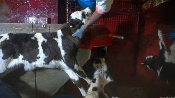 Conscious calf on sticking table - An electric stunner is used to paralyse week-old 'bobby calves,' who are discarded as waste from any of the state's 412 dairy farms. Dozens of calves were recorded being stunned ineffectively, or not stunned at all because they were pushed upside down into the restraint or were so small that they fell through the bottom. These calves were tipped into the kill room and had their throats slit while fully conscious, struggling and trying to escape the hands and knife that ended their life. Indicators of consciousness, including blinking, rhythmic breathing  and trying to stand and escape were observed in many calves, even after their throats had been slit. - Captured at Tasmanian Quality Meats Abattoir, Cressy TAS Australia.