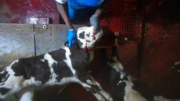 Conscious calf on sticking table - A calve's neck is twisted to force them to bleed out faster as they continue to display signs of consciousness, including blinking.

An electric stunner is used to paralyse week-old 'bobby calves,' who are discarded as waste from any of the state's 412 dairy farms. Dozens of calves were recorded being stunned ineffectively, or not stunned at all because they were pushed upside down into the restraint or were so small that they fell through the bottom. These calves were tipped into the kill room and had their throats slit while fully conscious, struggling and trying to escape the hands and knife that ended their life. Indicators of consciousness, including blinking, rhythmic breathing  and trying to stand and escape were observed in many calves, even after their throats had been slit. - Captured at Tasmanian Quality Meats Abattoir, Cressy TAS Australia.