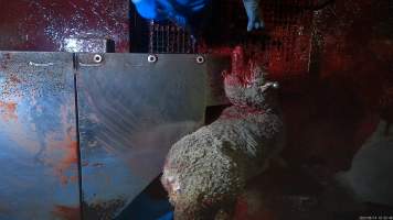 Sheep on kill table - A sheep has their throat slit after having been paralysed with an electric stunner. Many sheep were observed to continue to display signs of consciousness, including blinking, even after their throats had been slit. - Captured at Tasmanian Quality Meats Abattoir, Cressy TAS Australia.