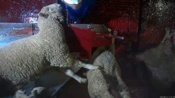 Sheep on kill table - A sheep has their throat slit after having been paralysed with an electric stunner. Many sheep were observed to continue to display signs of consciousness, including blinking, even after their throats had been slit. - Captured at Tasmanian Quality Meats Abattoir, Cressy TAS Australia.