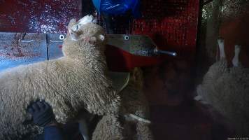 Sheep on kill table - A sheep has their throat slit after having been paralysed with an electric stunner. Many sheep were observed to continue to display signs of consciousness, including blinking, even after their throats had been slit. - Captured at Tasmanian Quality Meats Abattoir, Cressy TAS Australia.