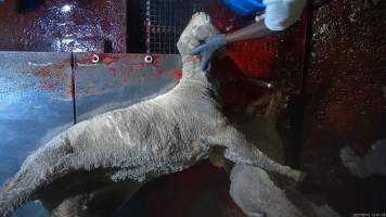 Sheep on kill table - A sheep has their throat slit after being paralysed with an electric stunner. Many sheep were observed displaying signs of consciousness, including blinking, even after their throats had been slit. - Captured at Tasmanian Quality Meats Abattoir, Cressy TAS Australia.