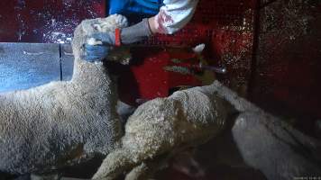 Sheep on kill table - A sheep has their throat slit after being paralysed with an electric stunner. Many sheep were observed displaying signs of consciousness, including blinking, even after their throats had been slit. - Captured at Tasmanian Quality Meats Abattoir, Cressy TAS Australia.