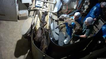 Calf carried onto stunning restraint - A calf is carried through the race and dropped onto the stunning restraint.
TQM is Tasmania's largest sheep and calf slaughterhouse. In 2023 investigators installed hidden cameras to capture the handling and killing of thousands of calves and sheep. Calves are stunned with an electric stunner to paralyse them before their throats are slit. Many of these calves were so young and weak that they were unable to stand or walk properly, meaning that they were pushed, shoved, carried and dragged to their deaths. Dozens of these calves were stunned ineffectively, or not stunned at all because they were pushed upside down into the restraint or were so small that they fell through the bottom. These calves were tipped into the kill room and had their throats slit while fully conscious, struggling and trying to escape the hands and knife that ended their life. - Captured at Tasmanian Quality Meats Abattoir, Cressy TAS Australia.